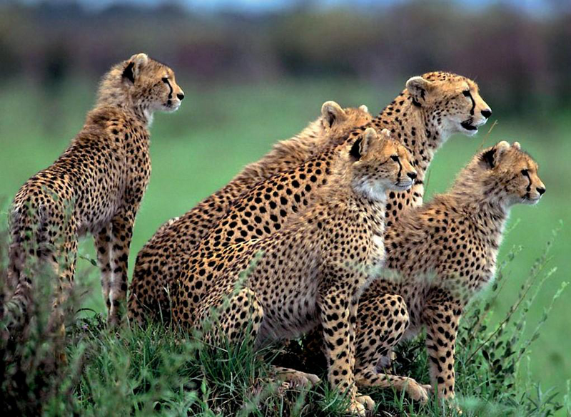 Файл:КАРА КУЛАК ШЕР20.png