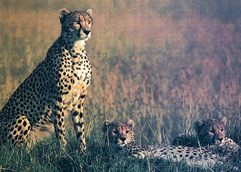 Файл:КАРА КУЛАК ШЕР19.png