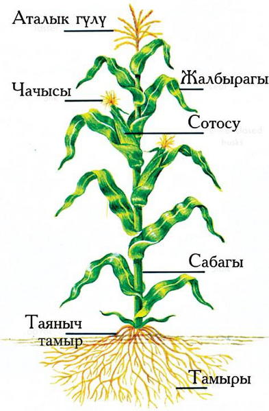 Файл:ЖҮГӨРҮ111.png