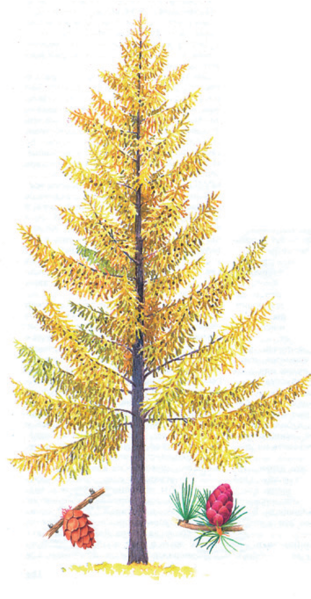 Файл:КЫЗЫЛ КАРАГАЙ40.png