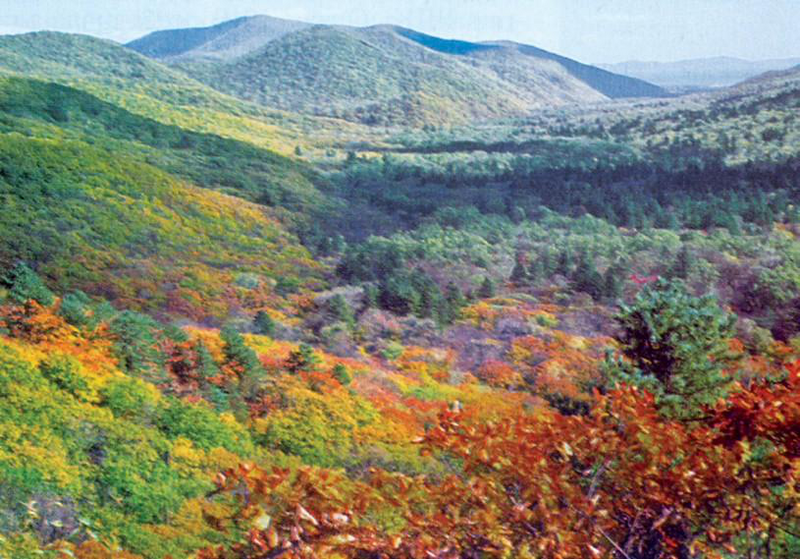 Файл:КЕДРЛҮҮ ӨРӨӨН КОРУГУ7.png