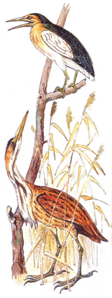 Файл:КӨЛ БУКА35.png