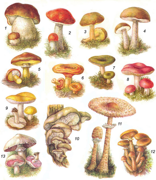 Файл:КОЗУ КАРЫНДАР46.png