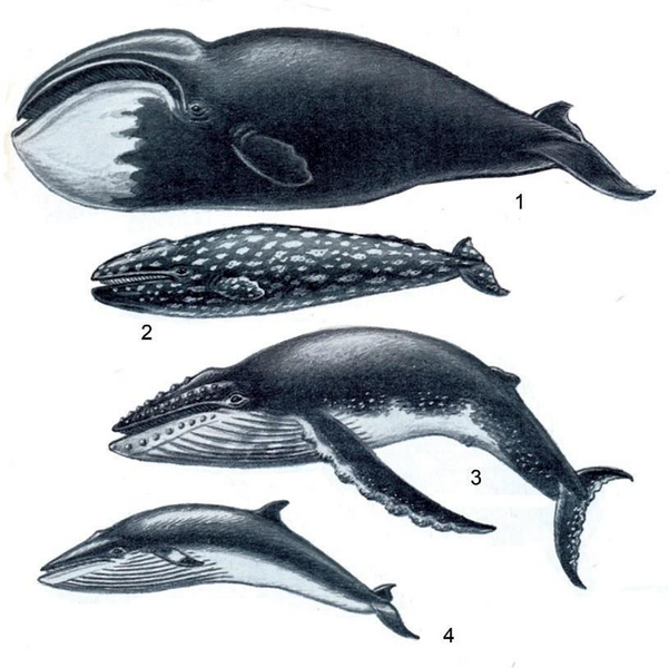 Файл:КИТ СЫМАЛДАР2.png