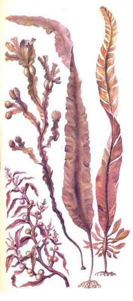 Файл:КҮРӨҢ БАЛЫРЛАР13.png