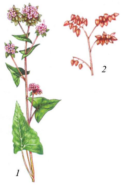 Файл:КАРА КҮРҮЧ26.png