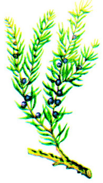 Файл:АРЧА 65.png