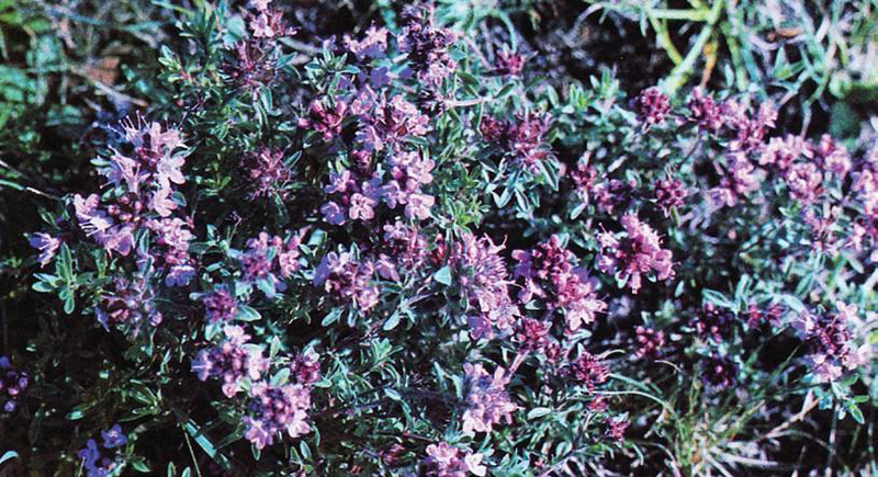 Файл:КИЙИК ОТ36.png