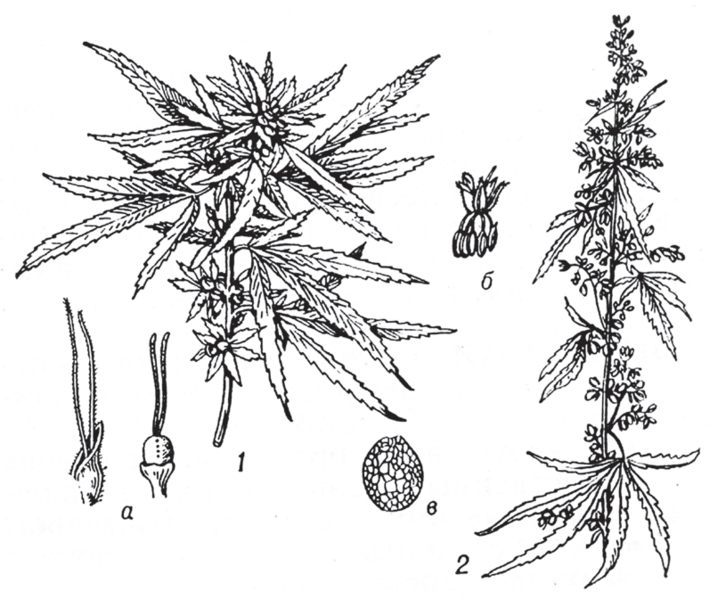 Файл:КАРА КУУРАЙ25.png