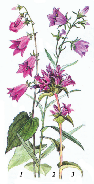 Файл:КОҢГУРОО ГҮЛ24.png