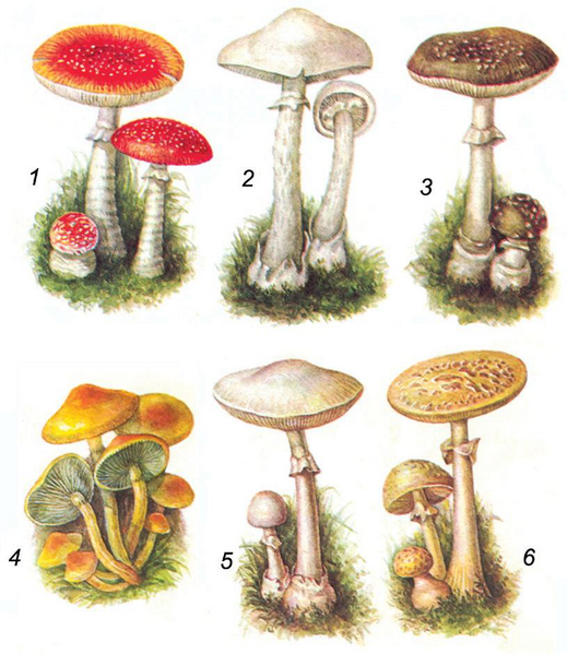 Файл:КОЗУ КАРЫНДАР47.png