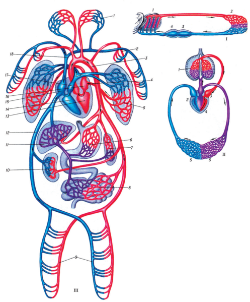 Файл:КАН ЖҮРҮҮ СИСТЕМАСЫ17.png